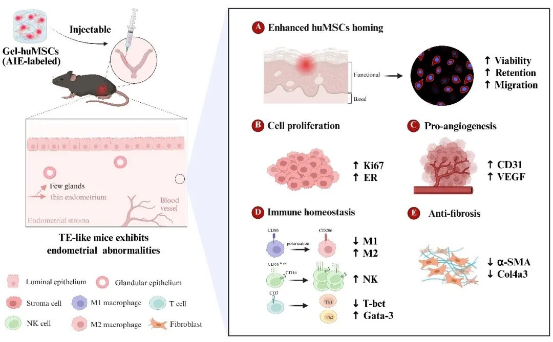 我院薄型子宫内膜研究再获突破--深圳市重点项目推动再生医学创新探索